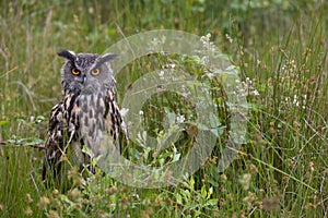 Large European Eagle Owl hidden