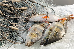 Large European perch on ice with gillnets