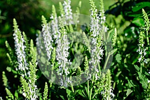 Large evergreen shrub with flowers of Salvia White Rain (Whorled Sage) perenial plant and vivid green leaves
