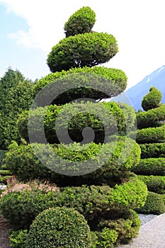 Large evergreen topiary