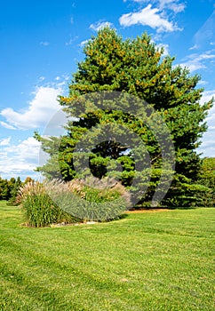 Large evergreen tree in a park