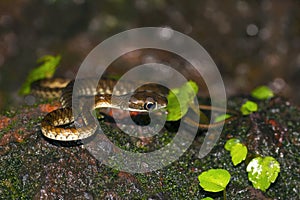 Large Eyed Bronzeback Snake, Dendrelaphis grandoculis. Agumbe, Karnataka, India