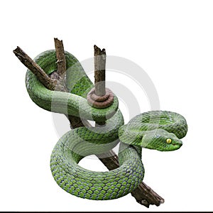 Large-eyed Green Pitviper or Green pit vipers or Asian pit viper