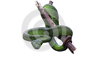 Large-eyed Green Pitviper or Green pit vipers or Asian pit viper