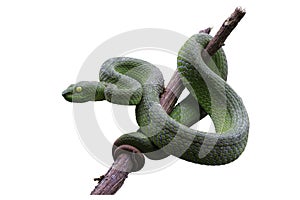 Large-eyed Green Pitviper or Green pit vipers or Asian pit viper