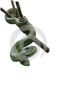 Large-eyed Green Pitviper or Green pit vipers or Asian pit viper