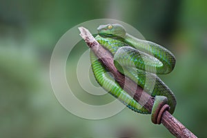 Large-eyed Green Pitviper or Green pit vipers or Asian pit viper. photo