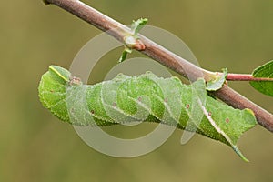 A large Eyed Hawk-moth Caterpillar Smerinthus ocellata resting on a twig during the day.