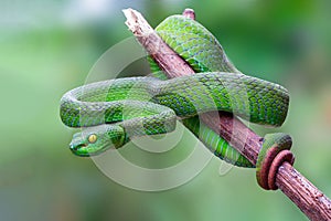 Large-eyed Pit Viper or Trimeresurus macrops, beautiful green snake coiling resting on tree branch with green background.