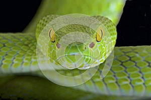 Large-eyed pitviper (Trimeresurus macrops)