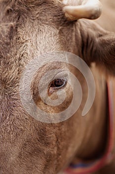 Large eyes with eyelashes a cow and bull Outdoors