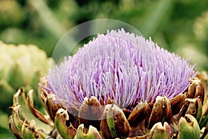 Large Faceplate Purple Flower