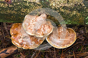 Large fairy bench mushroom on lying tree trunk