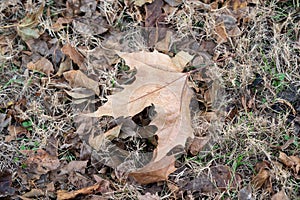 Large fall / autumn leaf laying on the grass