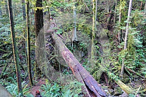 A large fallen cedar tree in the middle of a evergreen forest