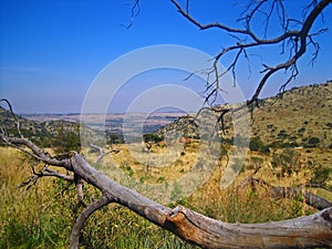 LARGE FALLEN DEAD BRANCH ON SOUTH AFRICAN HIGHVELD