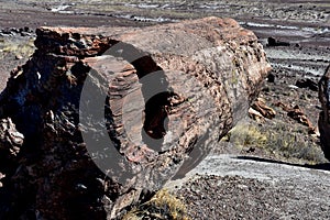 Large Fallen Petrified Log Over the Desert