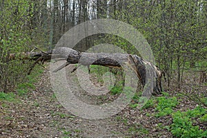 Fallen pine tree on a forest path