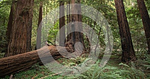 Large fallen Redwood Tree in Muir Woods National Forest