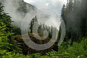 Large Fallen Rock Rests In The Thick Bush As Fog Closes In photo