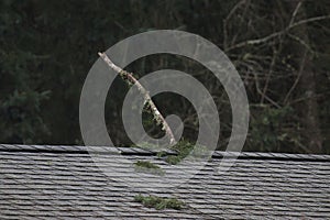 large fallen tree branch stuck in roof shingles