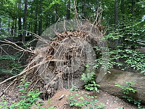 Large Fallen Tree in the Forest in Spring in May
