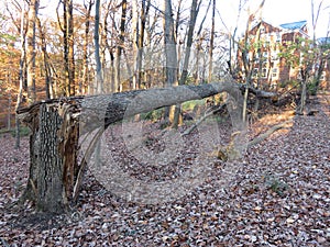 Large Fallen Tree in November