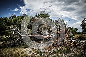 Large fallen tree