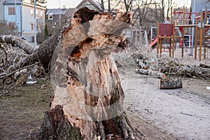 Large fallen tree in public park in Tallinn Estonia