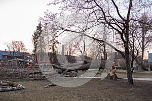 Large fallen tree in public park in Tallinn Estonia