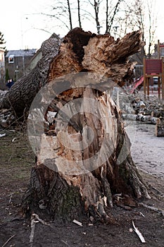 Large fallen tree in public park in Tallinn Estonia