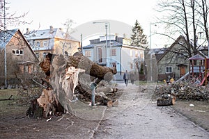 Large fallen tree in public park in Tallinn Estonia