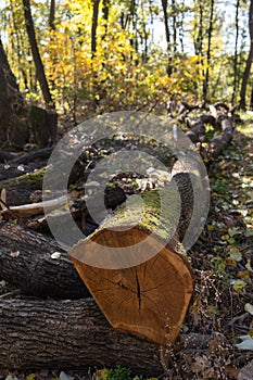 A large, fallen tree trunk in forest
