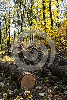 A large, fallen tree trunk in forest