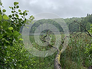 Large fallen tree trunk on the green grasses