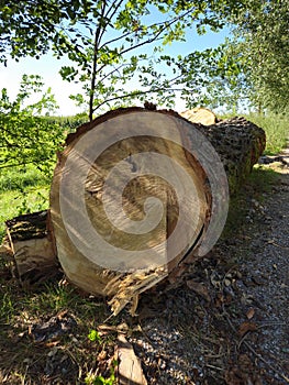 large fallen tree trunk