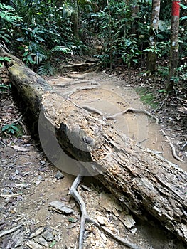 Il grande caduto un albero valigia la giungla la strada 