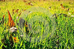 Large fallen Western Sycamore tree Platanus racemosa leaves on new grass meadow in autumn, California