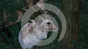 Large Fallow Deer / Dama dama Stag with large antlers stands in woods