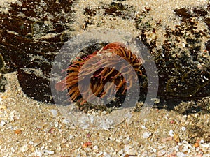 Large False plum sea anemone on a rock