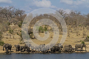 Large family of african elephants Loxodonta africana with babies drinking at a waterhole in Kruger National Park