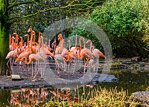 Large family of American flamingos standing together on the coast, tropical and colorful birds from the galapagos islands