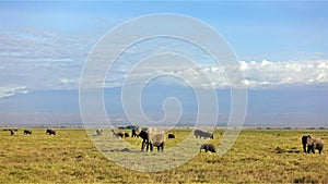 A large family of elephants grazes in Amboseli Park.