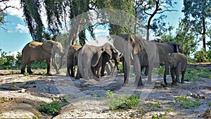 Large family of elephants in the savannah. A group of adult animals and children is standing against the background of the blue sk