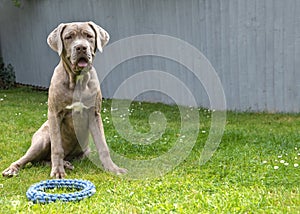 Dog waiting to play