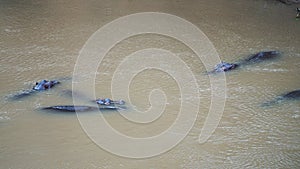 Large Family Of Hippos In The Water