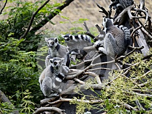 The large family of Ring-tailed Lemurs, Lemur catta, sit in the branches and observe the surroundings