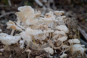 A large family of small mushrooms on rotten wood/Small mushrooms montseny on fallen trees.