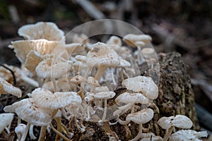 A large family of small mushrooms on rotten wood/Small mushrooms montseny on fallen trees.