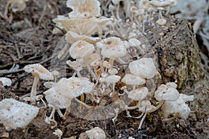 A large family of small mushrooms on rotten wood/Small mushrooms montseny on fallen trees.